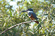 Picture 'Br1_0_01049 Kingfisher, Brazil'